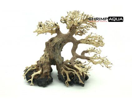 bonsai7