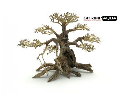 bonsai1