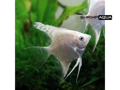 Skalára amazonská 3-4 cm - Pterophyllum scalare `White Platinum`