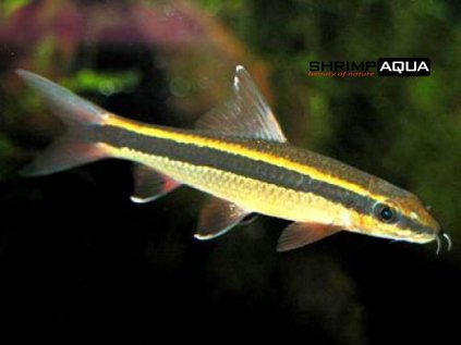 Labeo krásnoploutvé 4 cm - Epalzeorhynchos kalopterus
