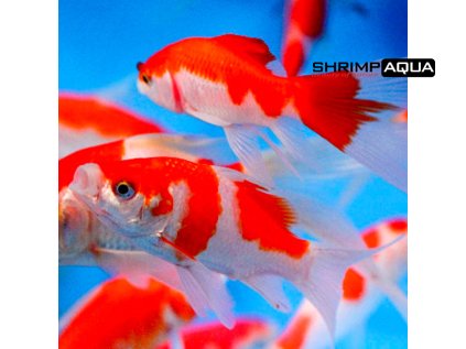 Sarasa Comet 600x400 13649 (1)