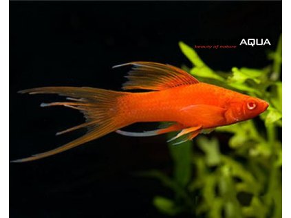 Mečovka mexická 5 cm - Xiphophorus helleri Wagtail Red závoj