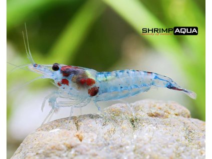 blue rili shrimp neocaridina davidi 1