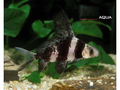 Myxocyprinus asiaticus KopiejhXuusxP8wDEZ 430x430@2x