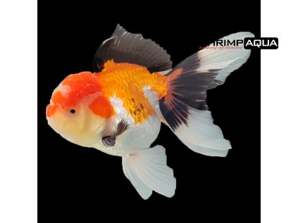 Tri Colour Oranda