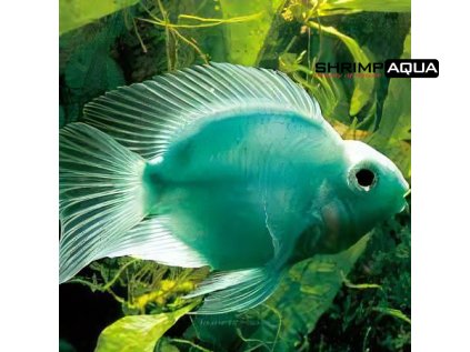 Green Parrot Fish 5 07502789