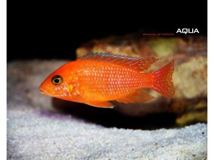 Pseudotropheus zebra Blood Red 5 cm