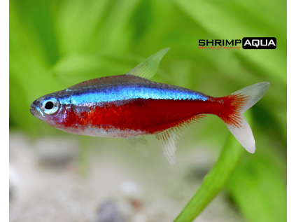 red neon1 600x600@2x