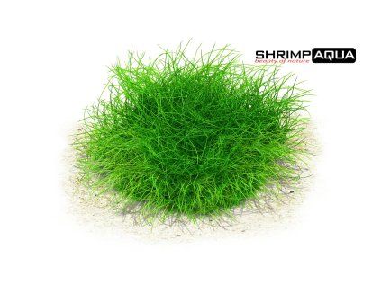 eleocharis sp mini