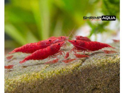 bm1