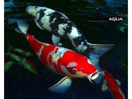 koi fish