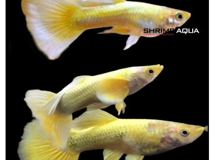 fullyell