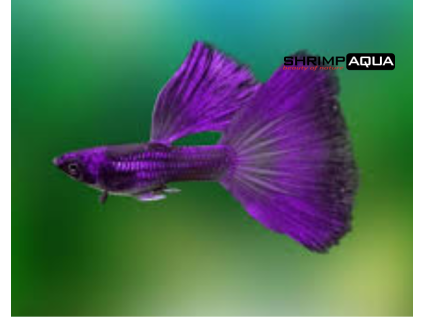 purple1