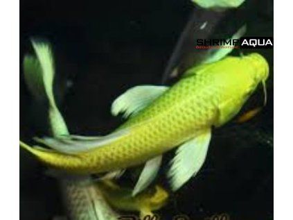 carpiogold
