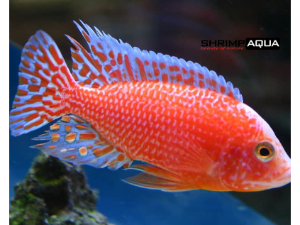 aulonocara firefish