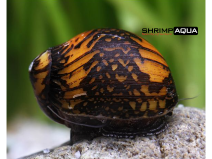 Neritina paralella - Batik 1.5 cm
