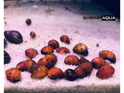 Neritina sp. mix 2 cm