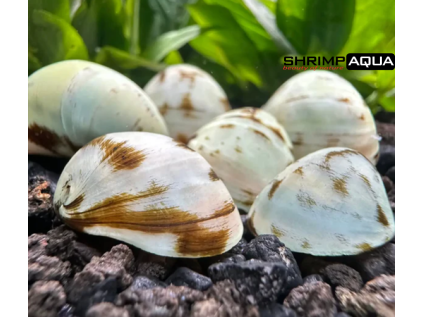 bilahelma