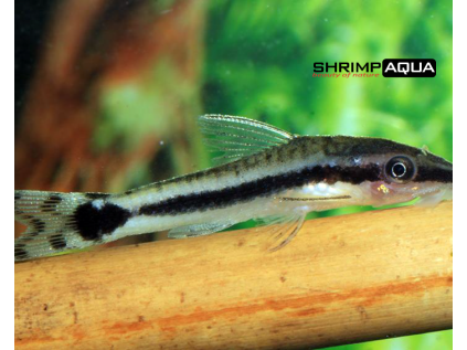 Krunýřovec belémský 3 cm - Otocinclus hoppei