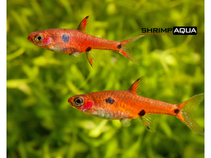 Boraras maculatus 3