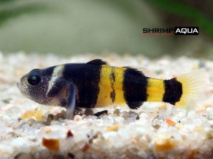 Brachygobius xanthozona
