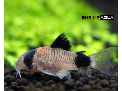 Pancéřníček panda 2.5 cm - Corydoras panda