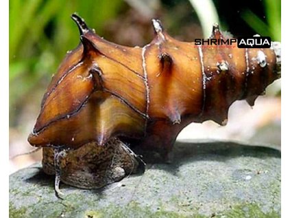 Brotia pagodula `Burmese Spiny Snail` 3 cm