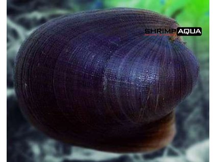 Neritina auriculata - Batman 1-1.5 cm