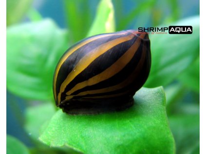 Neritina coromandeliana 1.5-2 cm