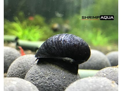 Neritina pulligera Military  2-2.5 cm