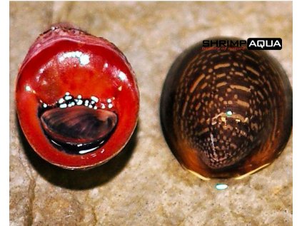 Neritina violacea `Red Lip Snail` 2 cm