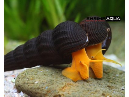 Tylomelania sp. Orange Rabbit 2 cm