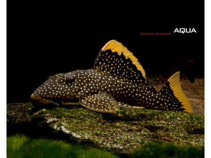 L081 Golden Nugget Small Spot Baryancistrus xanthellus 2 Kopie