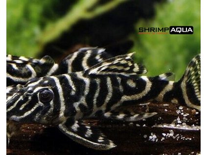 Krunýřovec L129  4-5 cm - Hypancistrus spec. `Columbian Zebra Pleco`