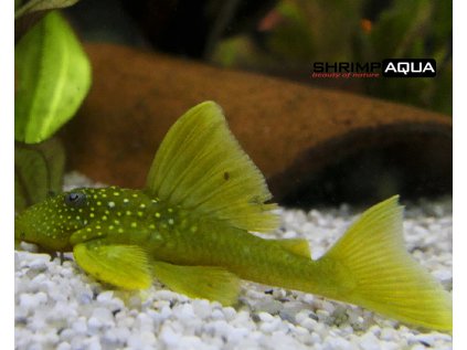 Krunýřovec L200  19 cm - Ancistrinae gen. spec. - Zelený fantom