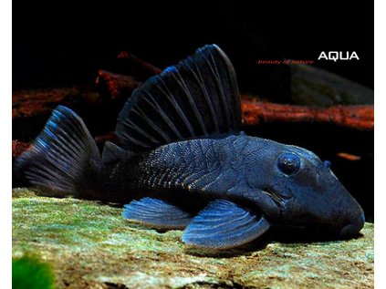 Krunýřovec L239  8 cm -  Ancistrinae spec. `Blue Fin Panaque`