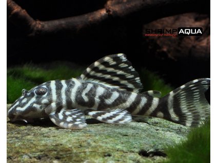 Krunýřovec L340  4 cm - Hypancistrus spec. `Mega Clown Pleco`