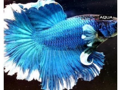 Betta splendens Butterfly Half Moon - samec XL