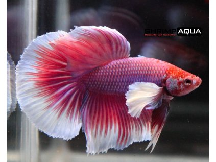 Betta splendens Elephant Round Tail Dumbo Ear - samec L