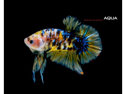 Betta splendens KOI Short Tail `Plakat`- samec 4 cm