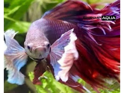 Betta splendens Platinum Elephant Ear - samec XL