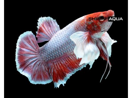 Betta splendens Short Tail `Plakat` - samec 4 cm
