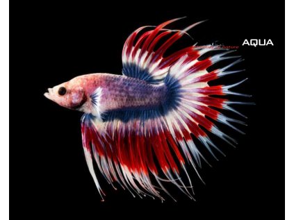 Betta splendens Crown tail Tricolor - samec XL
