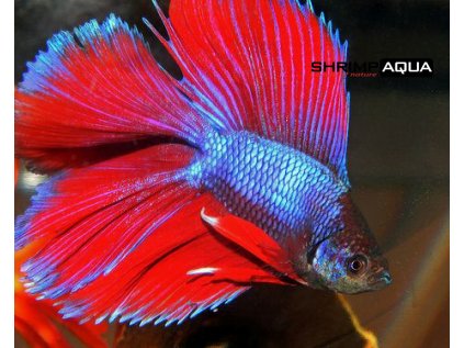 Betta splendens Halfmoon - samice 3-4 cm