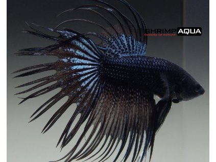 Betta splendens Crown tail Black Metallic - samec XL