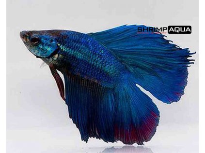 0009824 betta male double tail blue