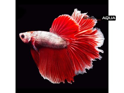 Betta splendens Super Delta - samec XL