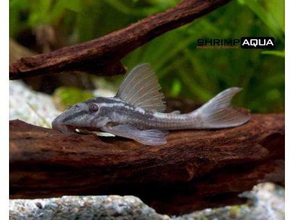 plecostomus 430x430@2x