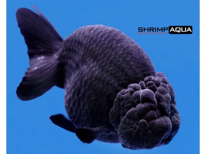 Závojnatka 5 cm - Carassius auratus Black Lion Head Ranchu