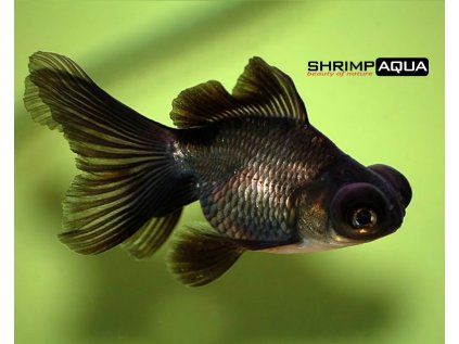 Black Moor Goldfish Carassius auratus